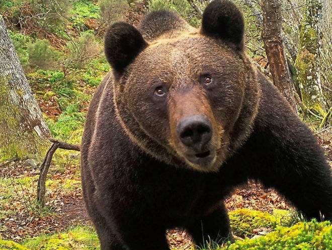Hallan restos humanos en los estómagos de dos osos sacrificados en EE.UU