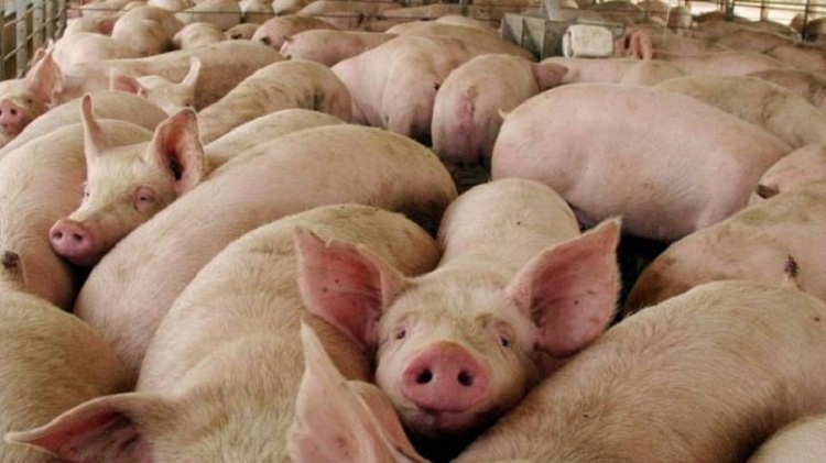 Estudio revela que cerdos y ratones pueden respirar a través de sus intestinos
