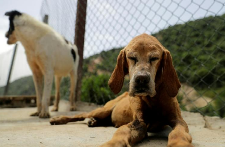 La crisis de Líbano obliga también a separarse de las mascotas