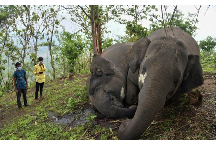 Hallan en India 18 elefantes muertos probablemente a causa de un rayo