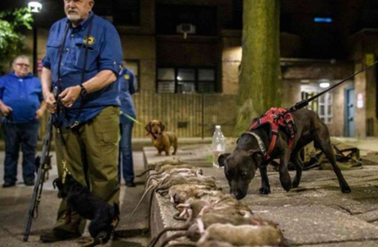 Hombres entrenan perros para cazar ratones en Nueva York