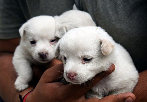 Consiguen 160 mascotas agonizando en “cajas sorpresa”, la nueva moda en China