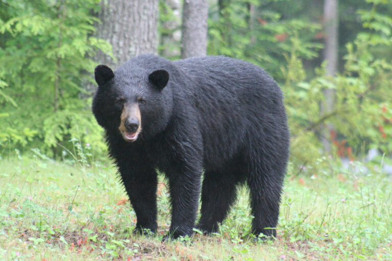 Hombre sobrevive al ataque de un oso en una zona remota de Alaska