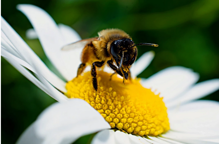 Investigadores entrenan a 150 abejas para detectar el Covid