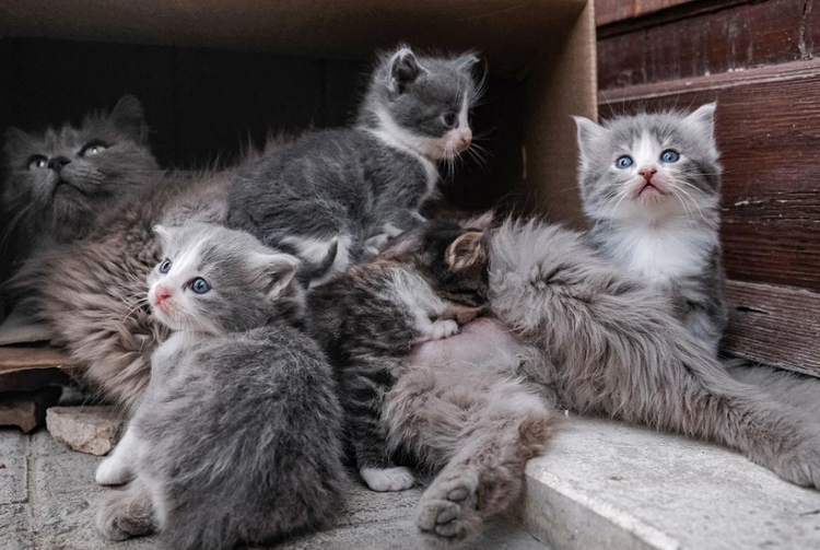 Buscan «asesino serial» de gatos: al menos 1.000 felinos pudo haber matado