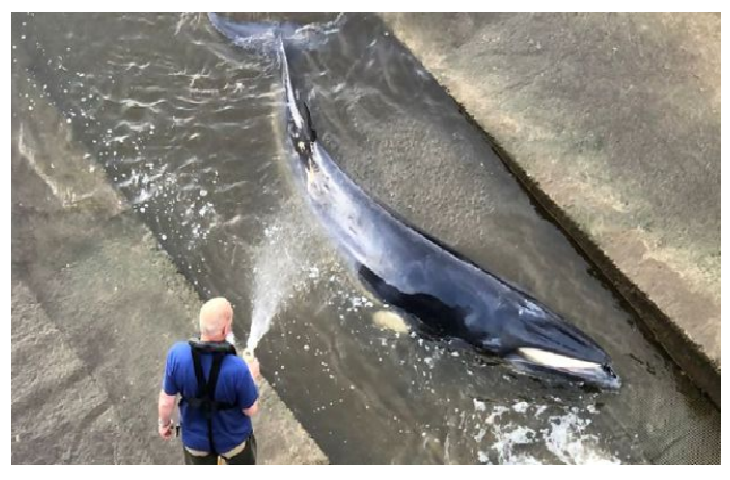 Rescatan a una ballena varada en el río Támesis [VIDEO]