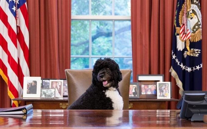 Muere Bo, el perro de Barack Obama y estrella de la Casa Blanca