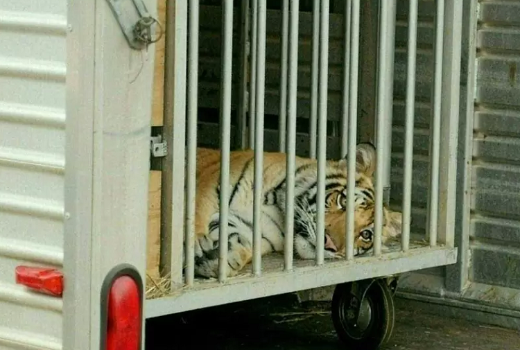 Capturan a un tigre de Bengala que llevaba una semana deambulando por un barrio estadounidense