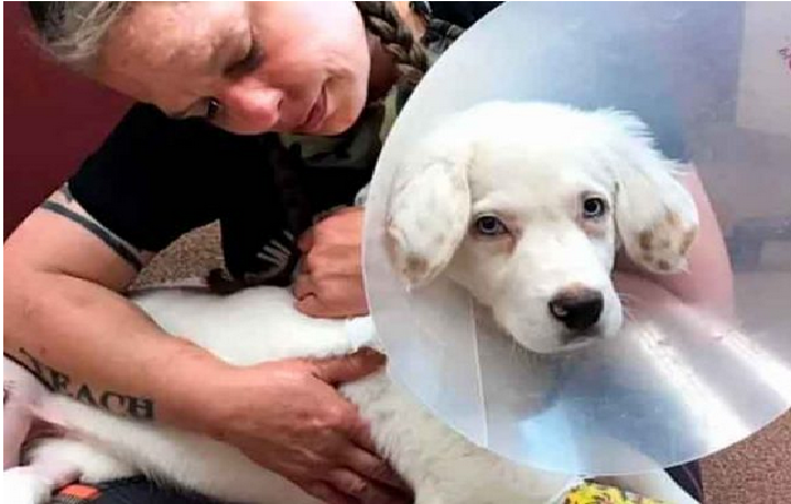 Dos años de prisión para hombre que le fracturó las patas a su perro