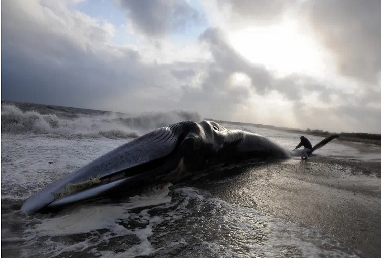 Ballena de 115,000 libras aparece muerta en playa del sur de California