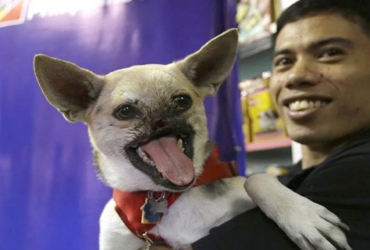 Muere perra que salvó a dos niñas de accidente de tránsito en Filipinas
