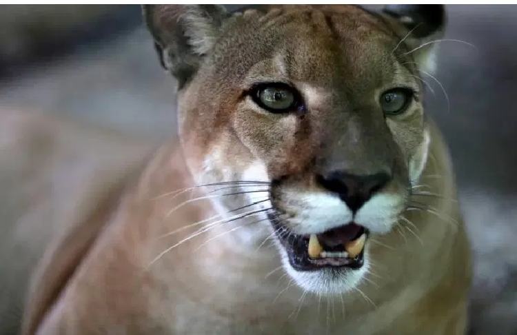 Estados Unidos: Alerta en San Francisco por un puma que se pasea libremente por sus calles