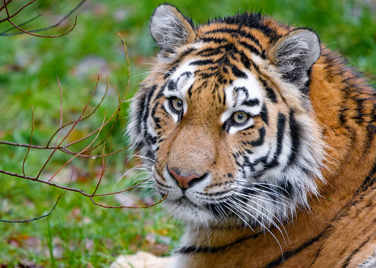 Dos tigres fueron abatidos en China después de matar al cuidador