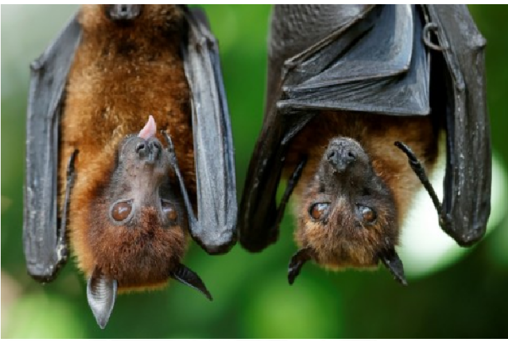 Hallan nuevos coronavirus en murciélagos de China