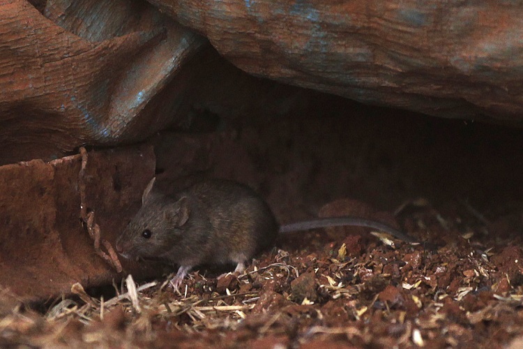 Australia vive la peor plaga de ratones en más de una década