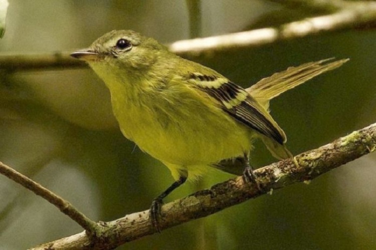 Extraña y casi extinta ave venezolana es fotografiada luego de 16 años