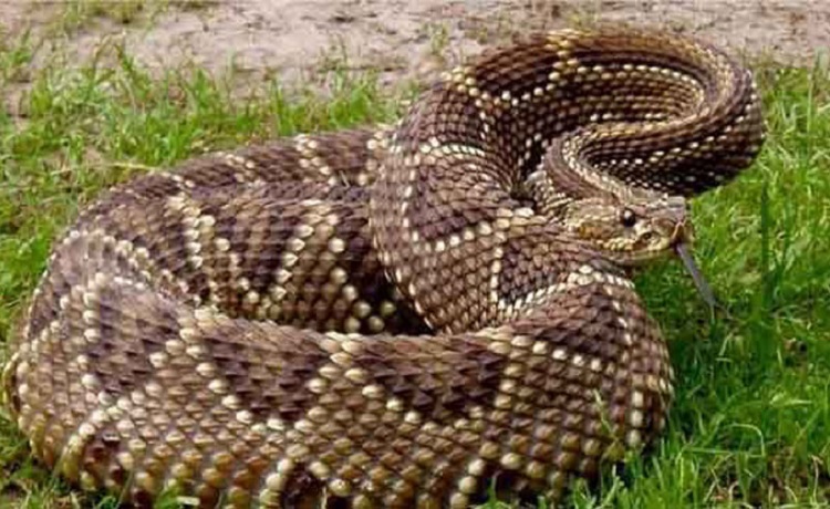 Niño mordido por serpiente guayacán necesita antídoto