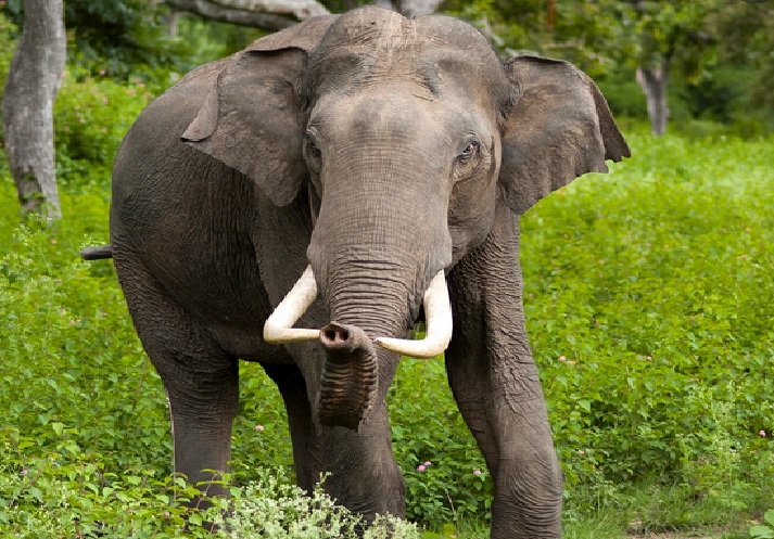 Elefante mató a un turista en parque de Zimbabue: el animal lo atacó y pisoteó