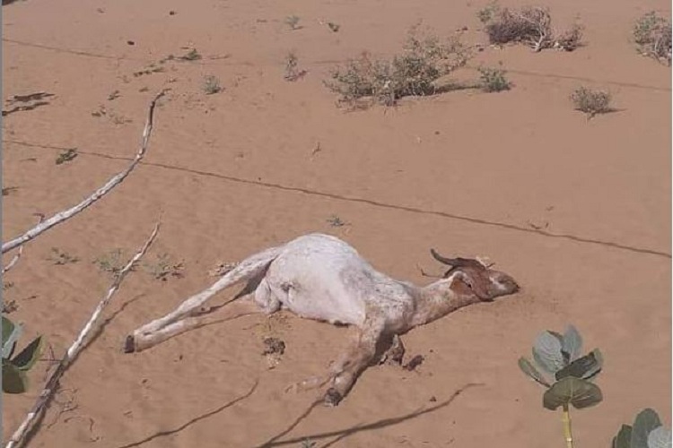 Denuncian que cabras se «electrocutan» por guaya de alta tensión en los Médanos de Coro