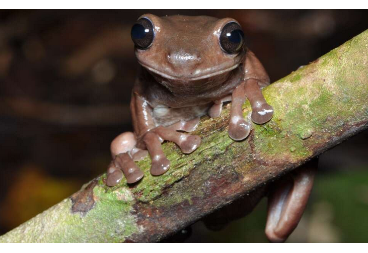 Descubren nueva especie de rana de chocolate