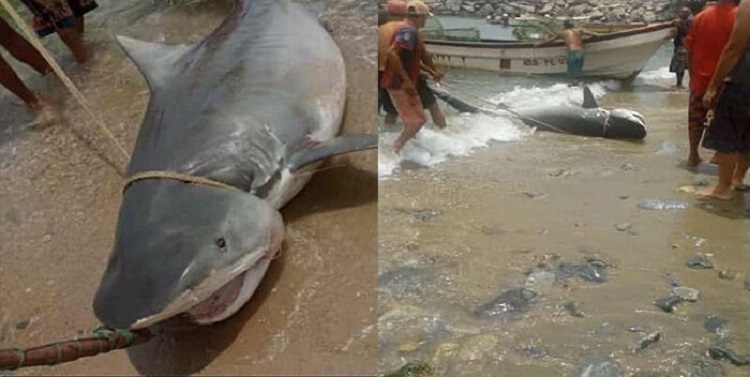 Pescan un tiburón en peligro de extinción en Macuto