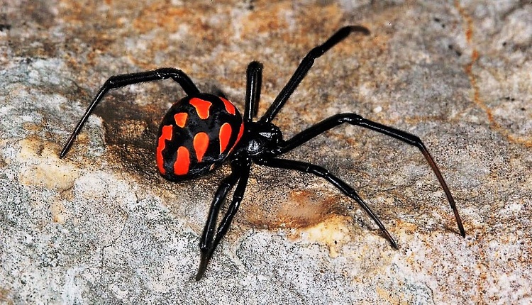 Araña viuda negra mordió a un agricultor en Lara