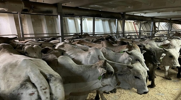 Venezuela exporta 13 mil bovinos hacia países del Medio Oriente