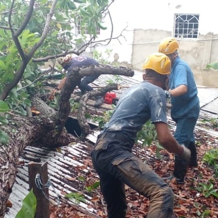 Protección Civil atendió caída de árboles por las precipitaciones en Valera