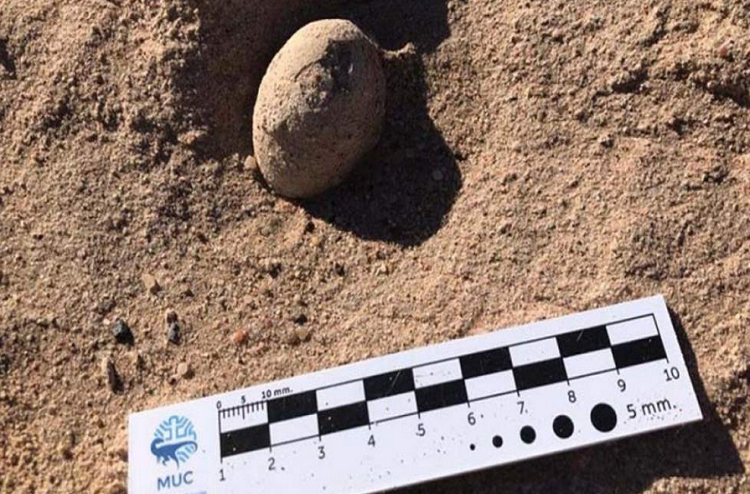 Argentina: Hallan en sur del país 160 huevos fósiles de aves prehistóricas