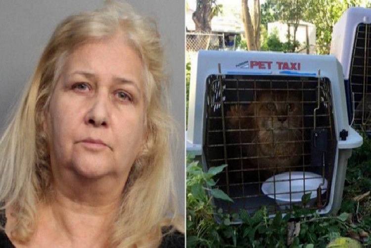 A la cárcel supuesta «salvadora» de gatos que los mataba de hambre