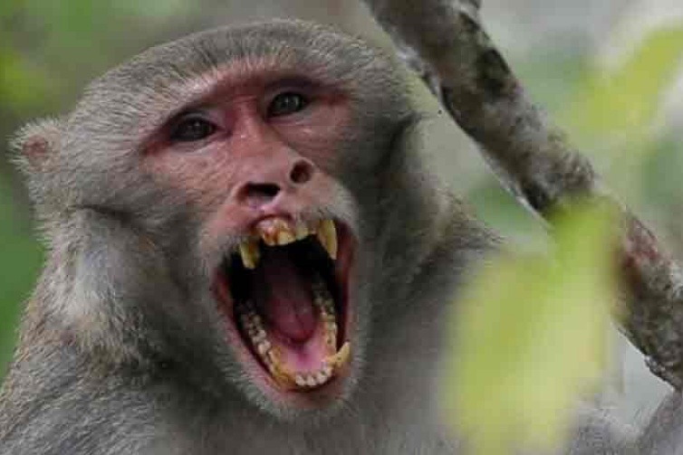 China reporta muerte humana por ‘virus del Mono B’