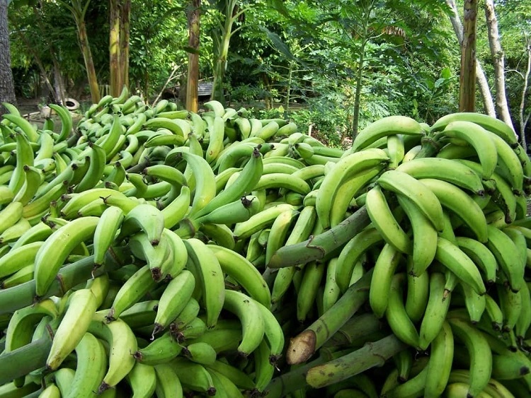 40% de la producción de plátano es afectada por inundaciones y falta de combustible