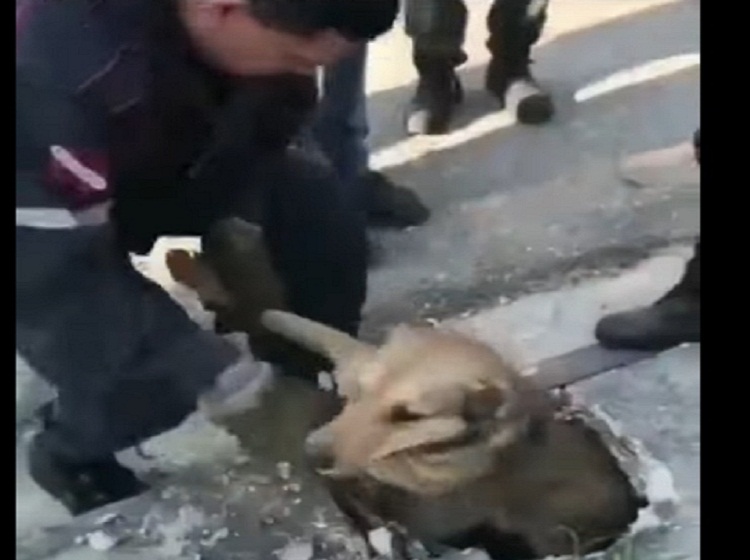 En video: Bomberos de Valencia rescatan a perrito atrapado en una alcantarilla