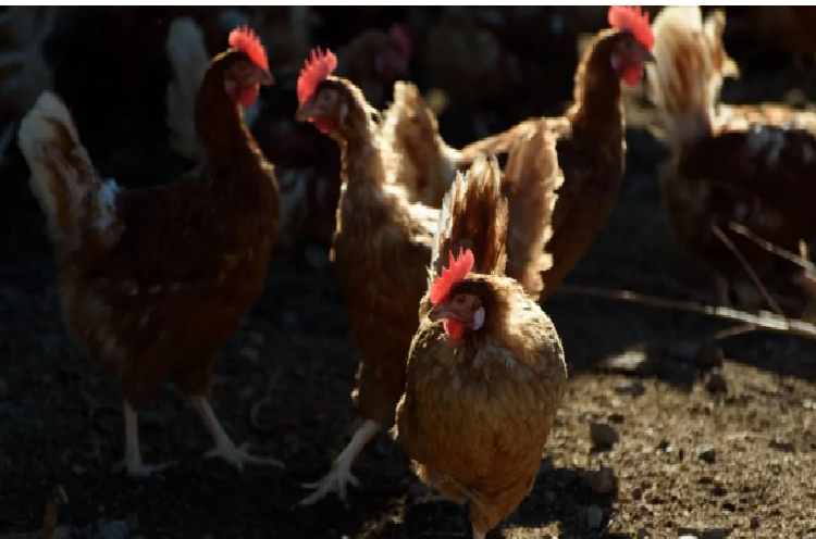 Acusan a dos menores de 10 y 12 años de matar 700 gallinas a palazos