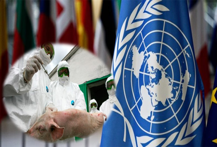 ONU pone en alerta a América por peste porcina africana