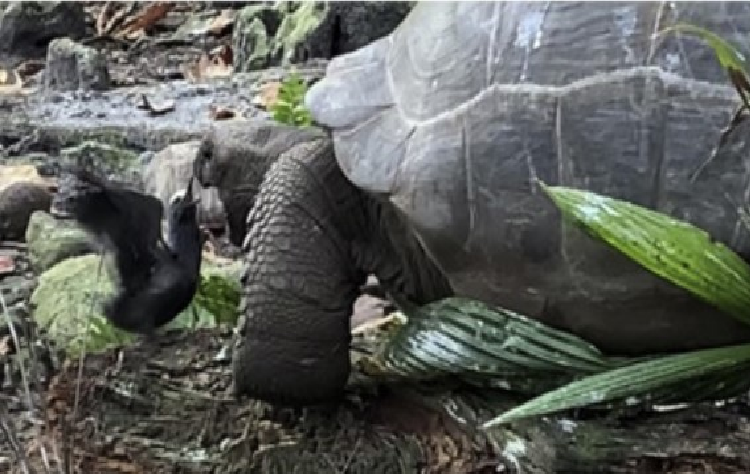 Tortuga gigante que se creía vegetariana ahora caza y come pájaros (+video)