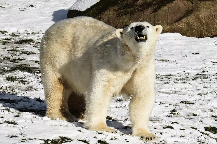 Condenan a muerte a «problemático» oso polar de Groenlandia
