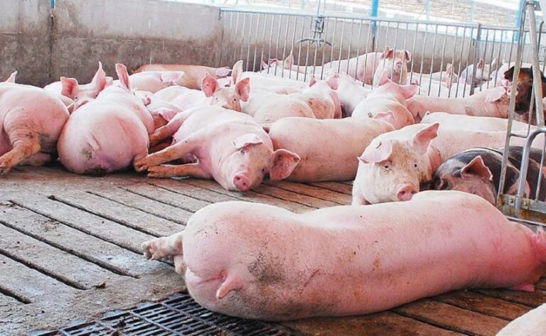 Brote de peste porcina africana se extiende a 11 provincias dominicanas