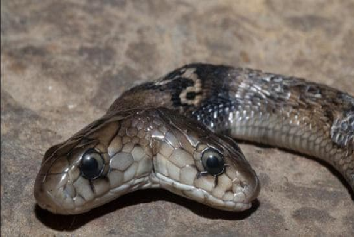 Encuentran una serpiente cobra de dos cabezas