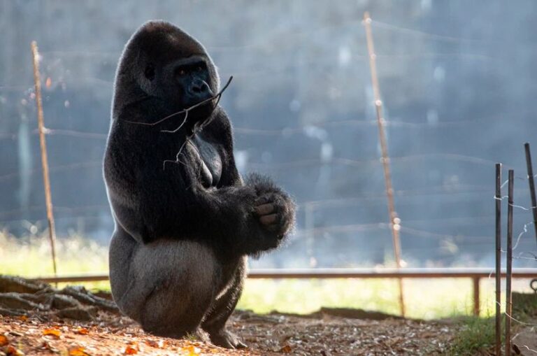 Aumentan a 18 los gorilas que han contraído covid-19 en el Zoológico de Atlanta