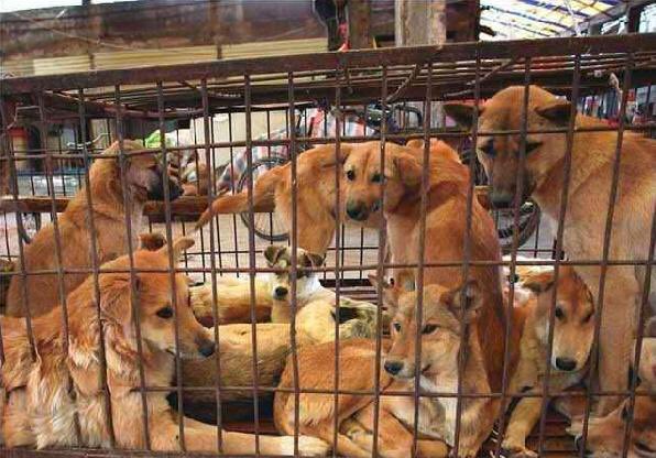 Presidente de Corea del Sur plantea prohibir el consumo de carne de perro