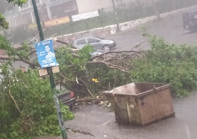 Árboles caídos y colapso de vías tras lluvia con fuertes vientos en Caracas