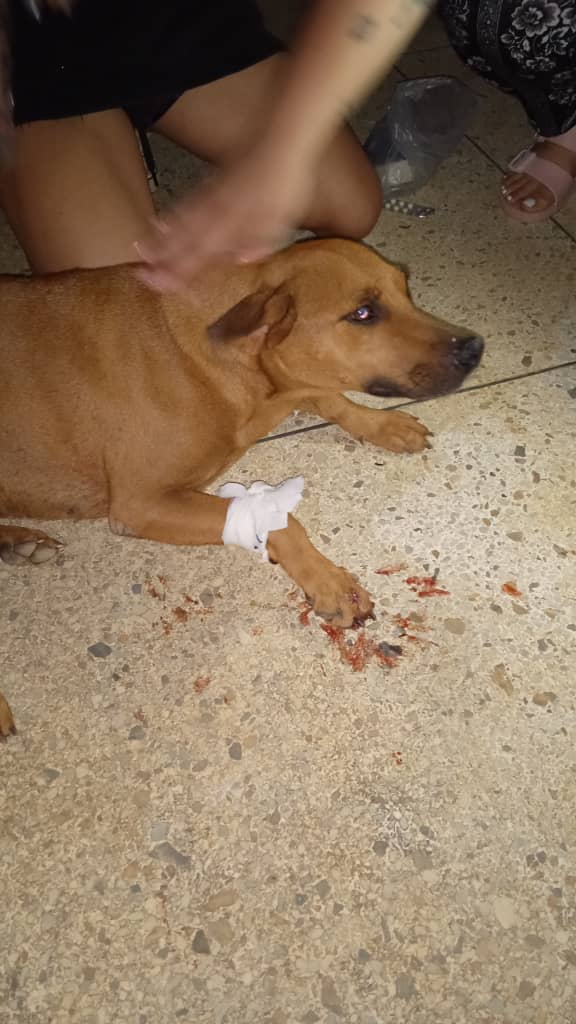 Vecinos denuncian que han disparado contra perros en Campo Médico