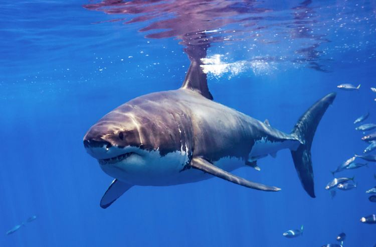 Muere un surfista en Australia por el ataque de un tiburón