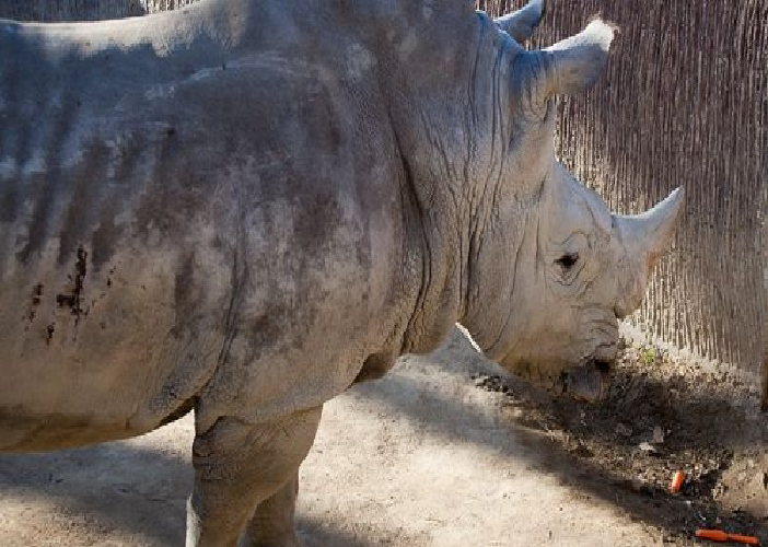 Murió una rinoceronte durante un intento de aparearla en un zoológico