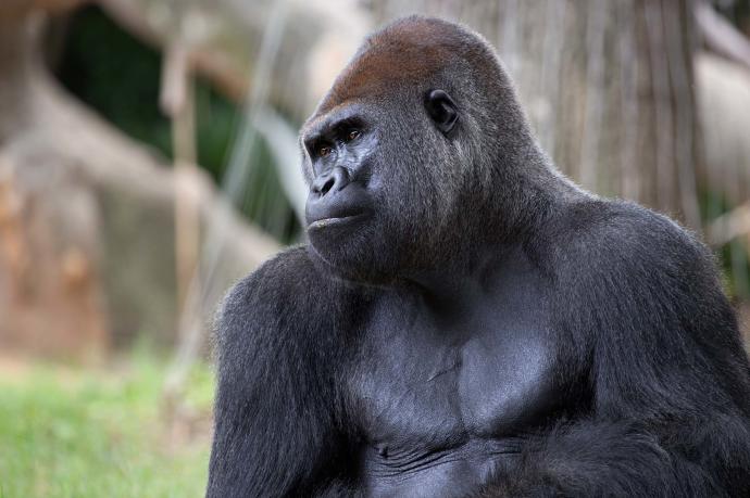 Detectan contagios de covid-19 en población de gorilas del zoológico de Atlanta