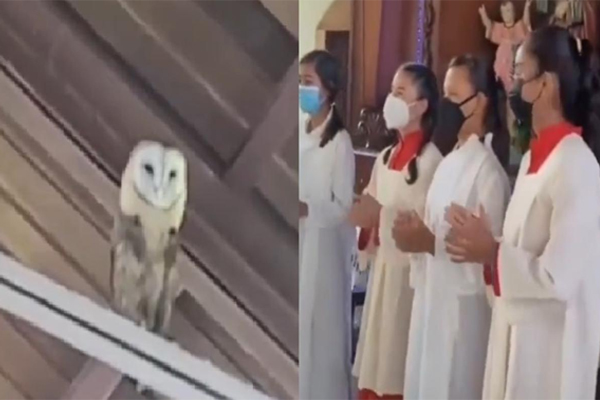 Quisieron ahuyentar a una lechuza de la iglesia con cantos pero el ave se puso a bailar (+video)