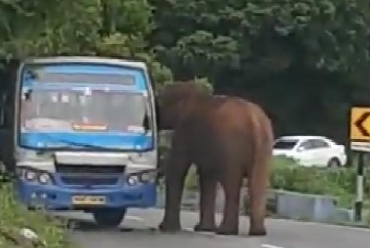 Elefante furioso se lanza contra un autobús en una carretera de India