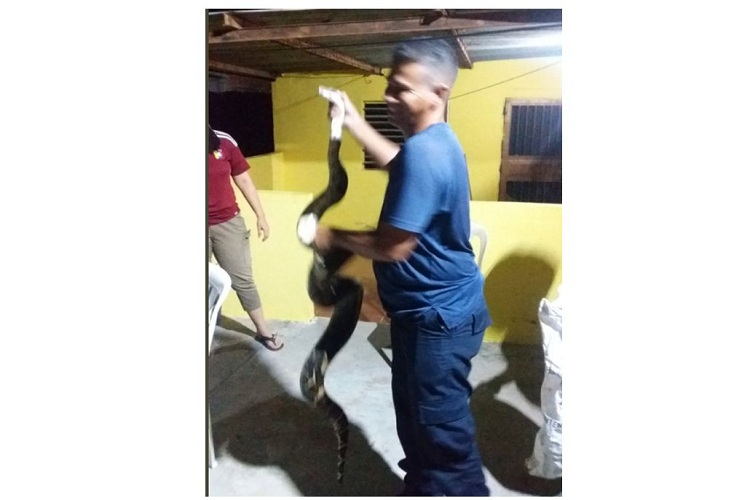 Dos familias fueron sorprendidas por una boa constrictora en Maracaibo