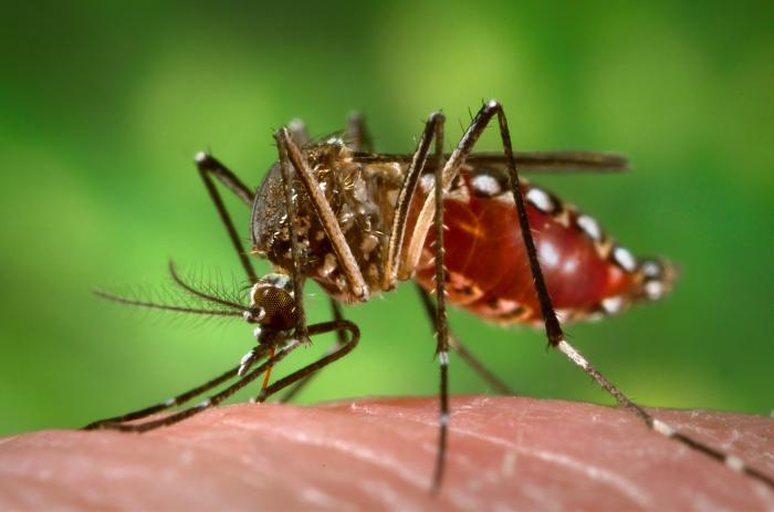 Confirman al menos 10 casos de fiebre amarilla en Monagas y Anzoátegui